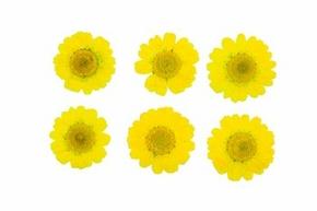 DIY: How to Press Flowers