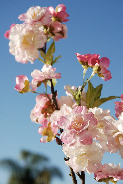 pink cherry blossom branches 45