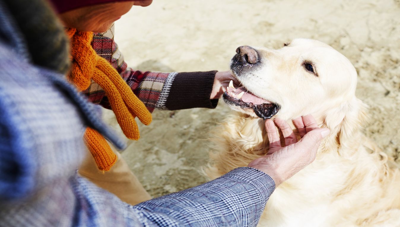 Tiny Details for Your Big Day: Taking Your Pet on Your Honeymoon