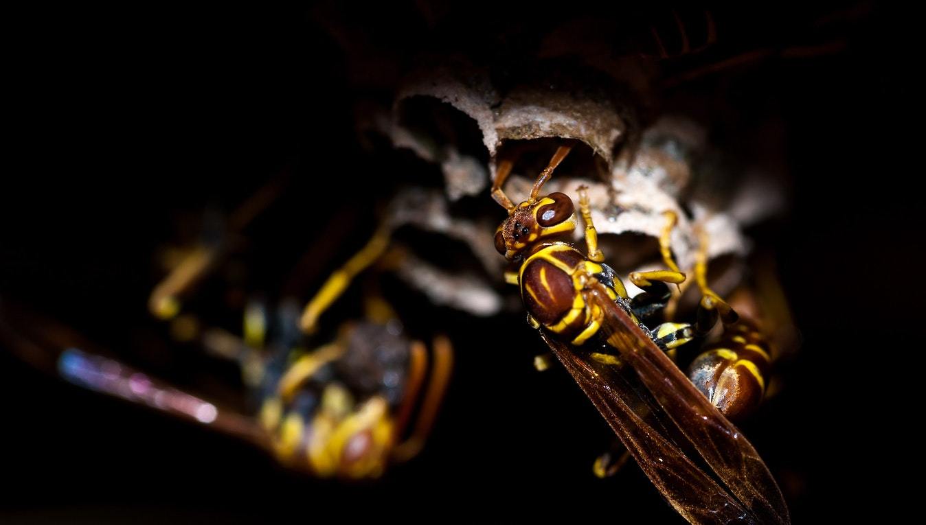 Tiny Details for Your Big Day: Tips for Dealing With Wasps