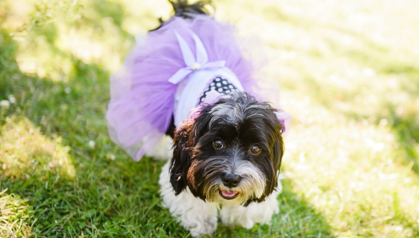 Tiny Details for Your Big Day: Planning a Pet-Friendly Wedding
