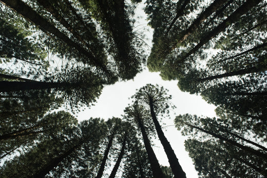 6 Ways to Make Your Home More Eco Friendly!