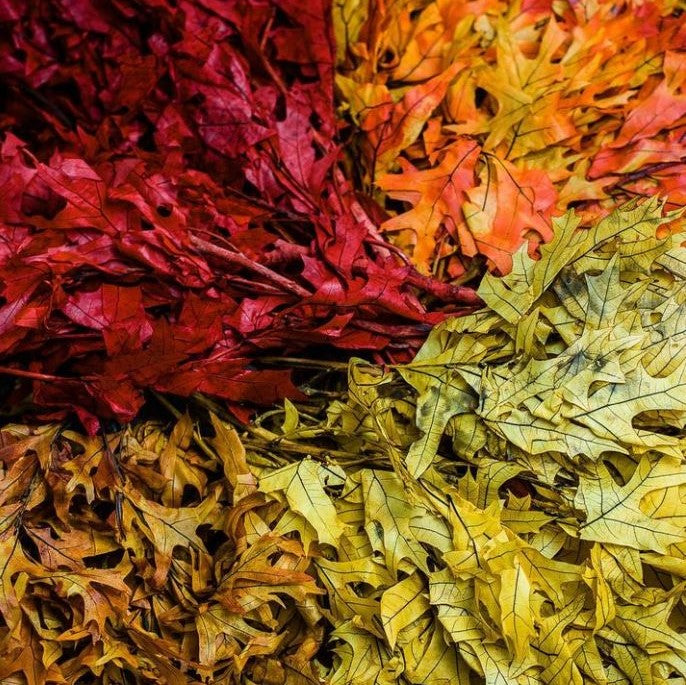 Leaves