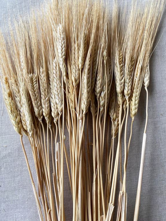 Natural Triticum Wheat Bundle 34" Preserved