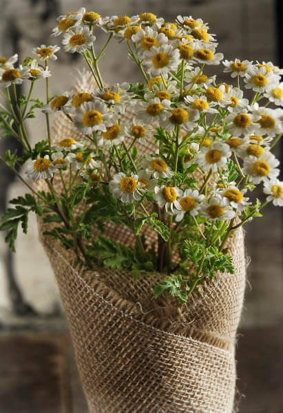 burlap plant pots Rustic Burlap Bouquet/Pot Wrap Squares 20x20 Pack of 12