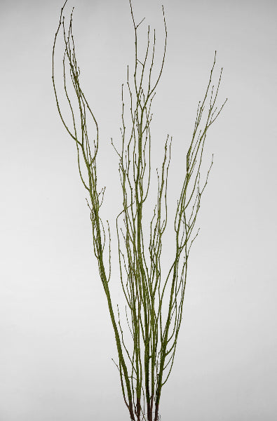 Birch Tree Branches Moss Coated 4.5' (5 branches/ bunch) - view 2