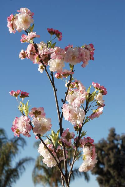 pink cherry blossom branches 45 - view 1