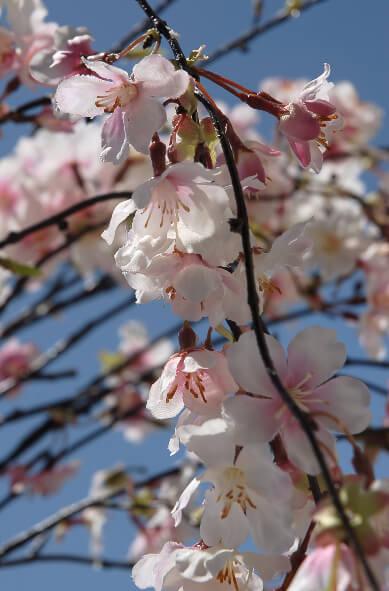 silk cherry blossom branches 58 - view 3