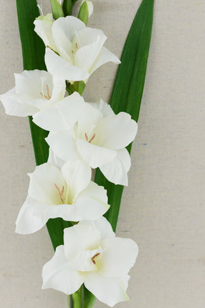 Gladiolus Flower Spray Cream White 33