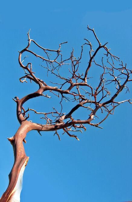 manzanita branches red bark 16 18in - view 1