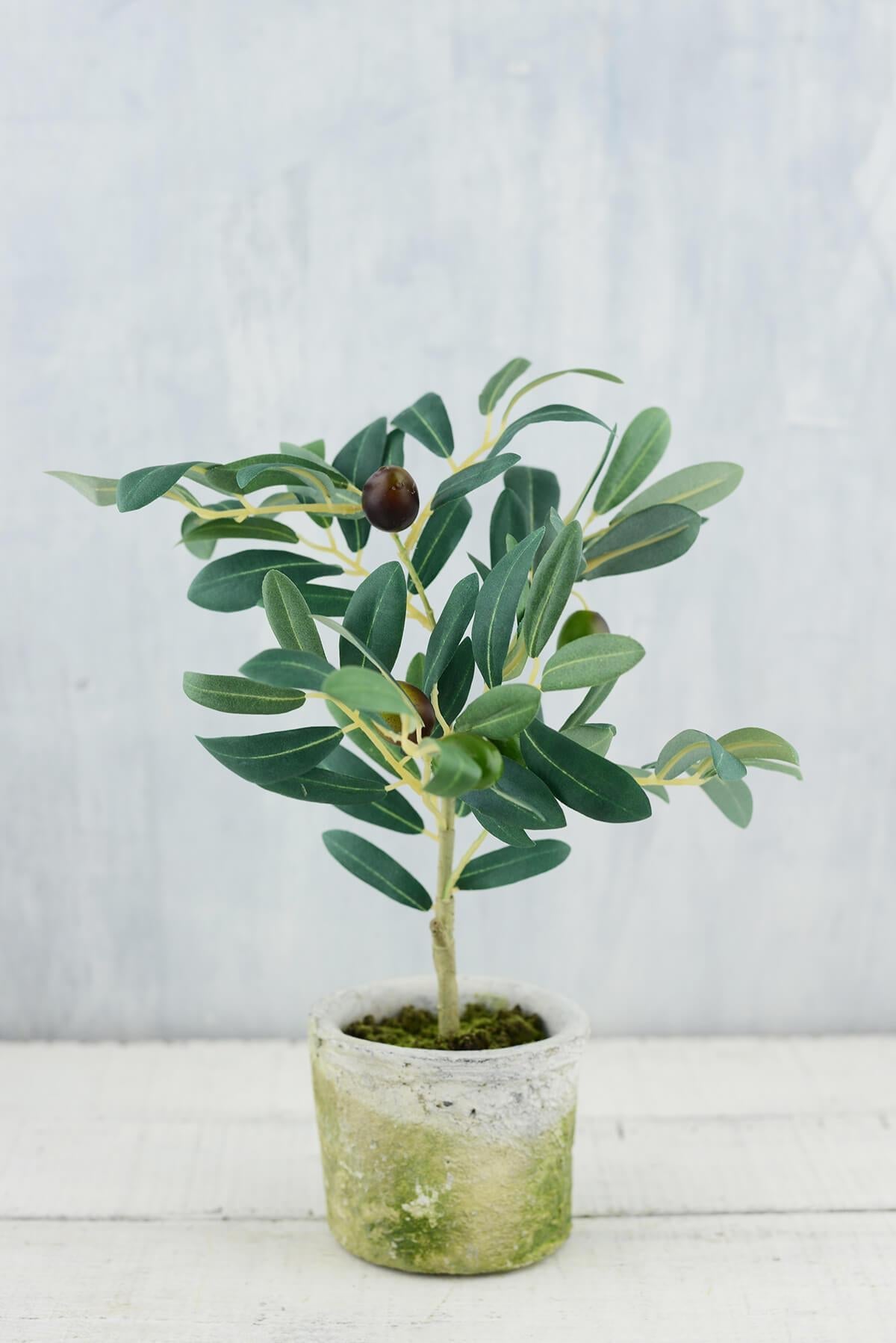mini olive tree 12in