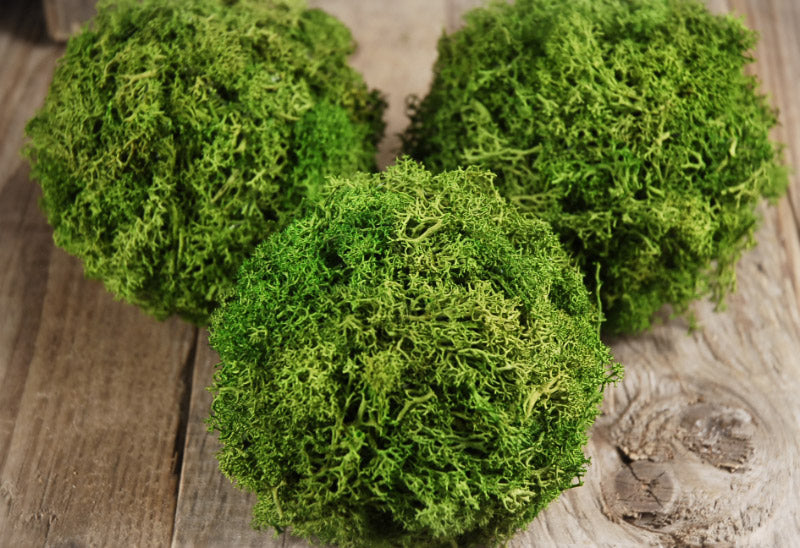 green reindeer moss 4 balls set of 3