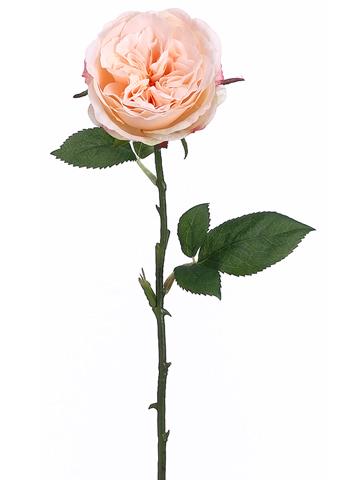 12 long stem peach roses - view 2