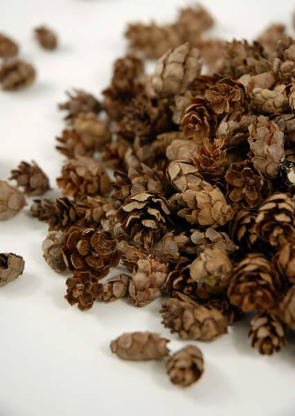 pine cones hemlock 3qrts 1000 cones - view 1