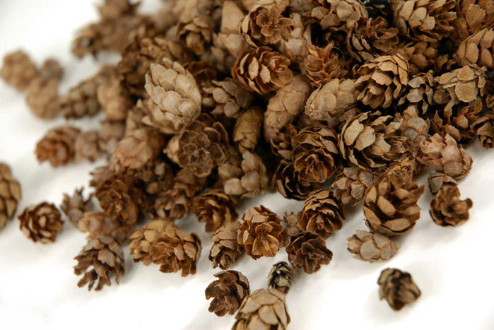 Pine Cones Hemlock 3qrts 1000 cones - view 3