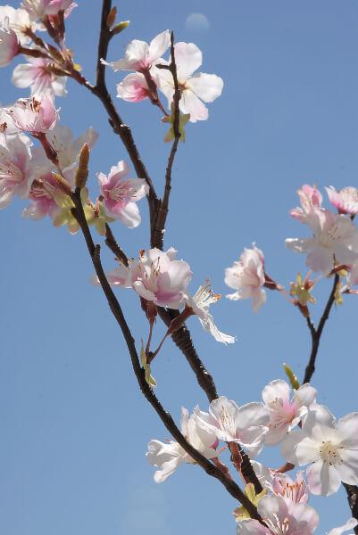 tall silk pink cherry blossom branches 42in - view 1