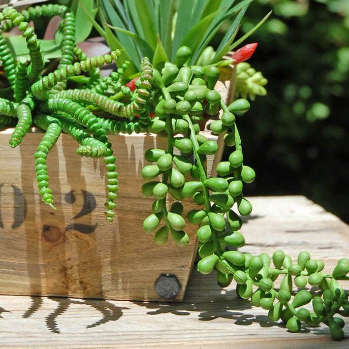 succulent pearl spray green 13in