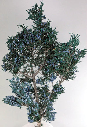 Preserved Juniper Branch with Berries 10in