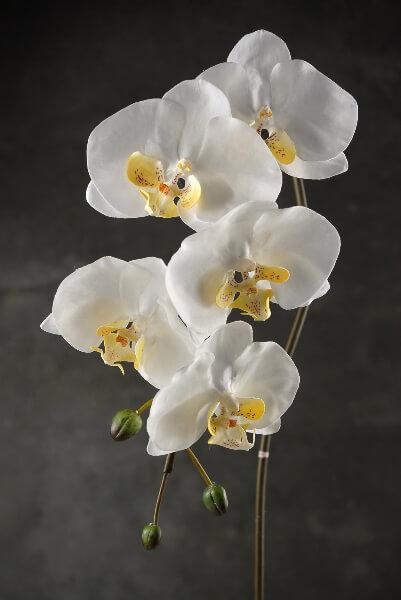 36 large phalaenopsis orchid spray with 5 flowers and 3 buds cream white
