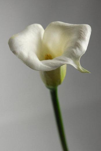 real touch calla lily in white 27