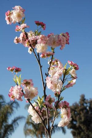 pink cherry blossom branches 45