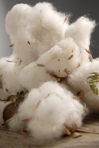 Natural Cotton Bolls (12 Bolls) - Save-On-Crafts