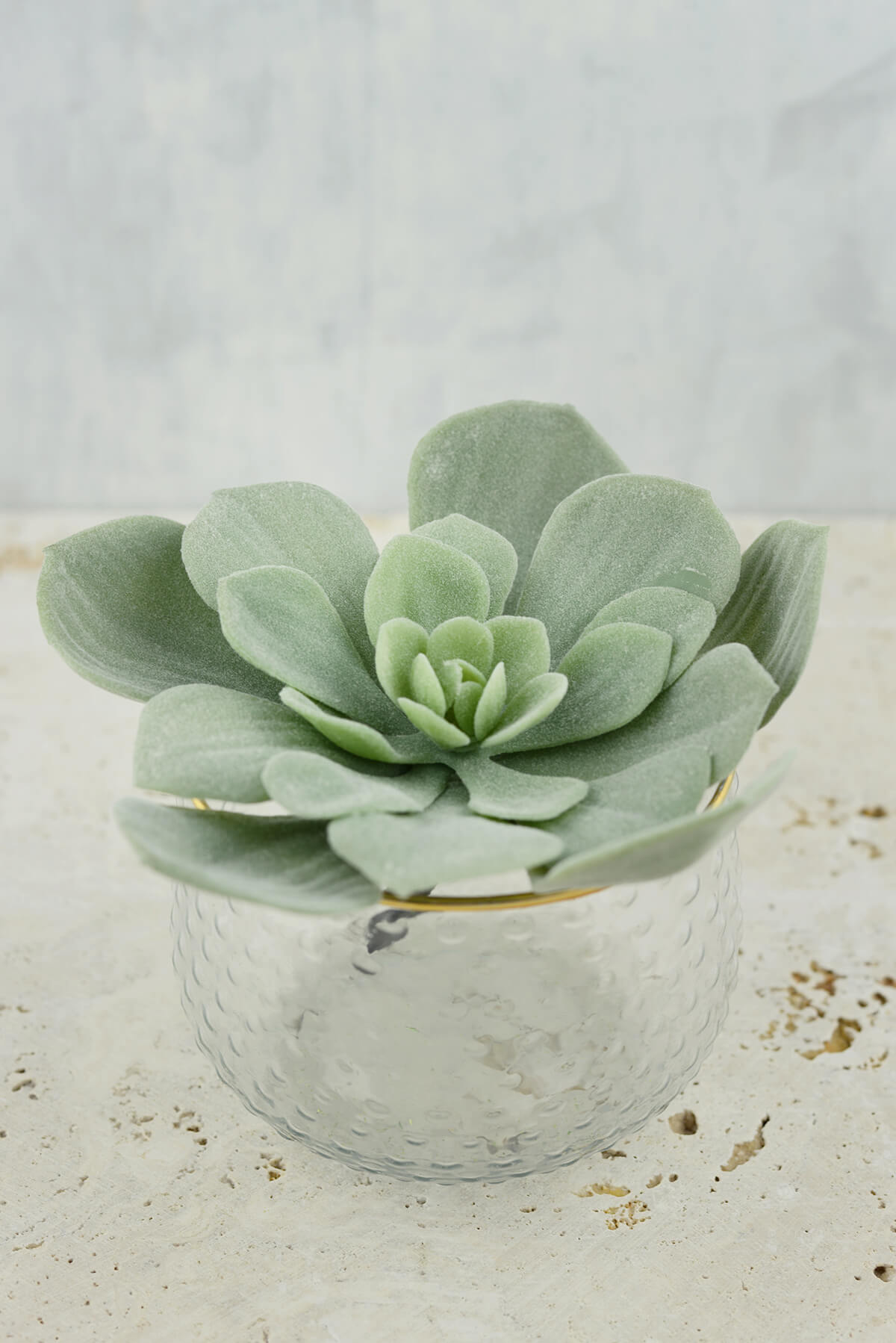 echeveria pick frosted green 7x4 5in