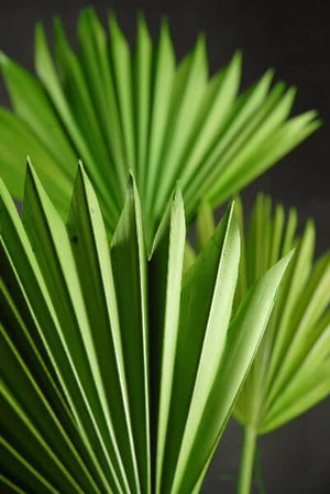 natural palm leaf fans leaves pack of 5