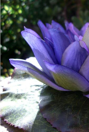 purple floating water lily 7