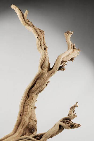 Natural Ghostwood Branches Sandblasted 10-14 in (California Driftwood)