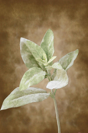 lambs ear spray frosted 15in