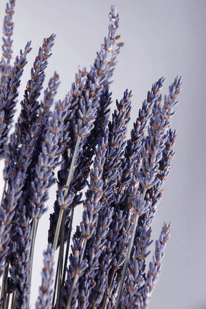 Natural Dried Lavender 20 Inch 120 Stems