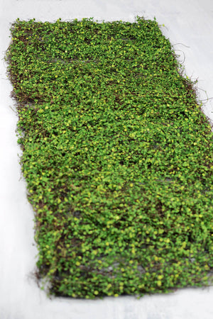 moss leaf mat green 16 x36