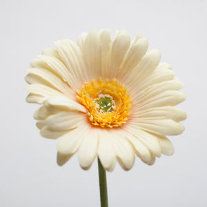 richland yellow gerbera daisy 24