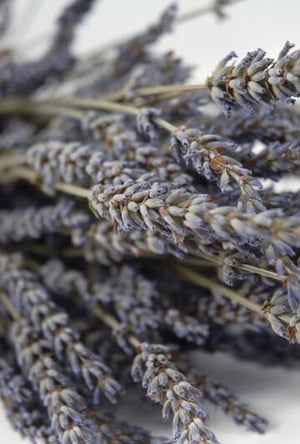 natural lavender buds stems fragrant 120 stems