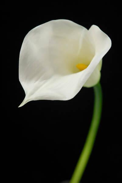 natural touch flowers large calla lily cream 28
