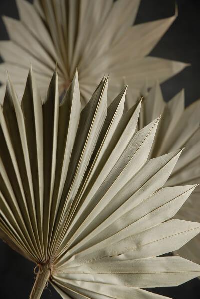 Palm Leaf Fans Dried 14x12 Pack of 5