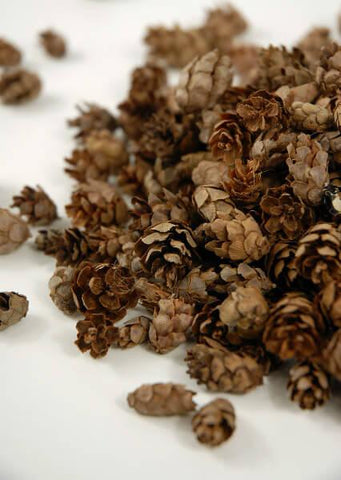 Mini Hemlock Pine Cones , Tiny Pine Cones Floral Supply Source –