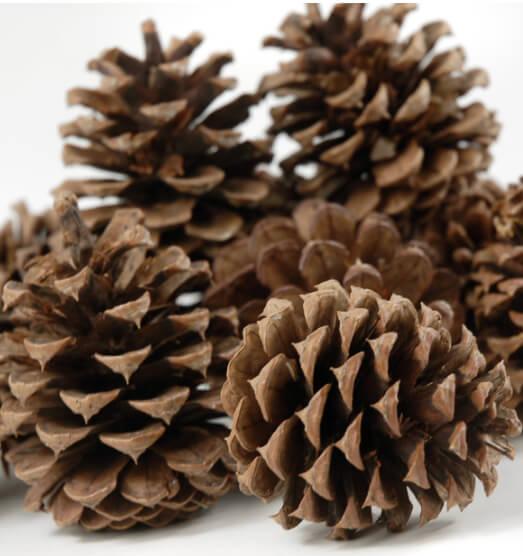 ponderosa pine cones 12 cones