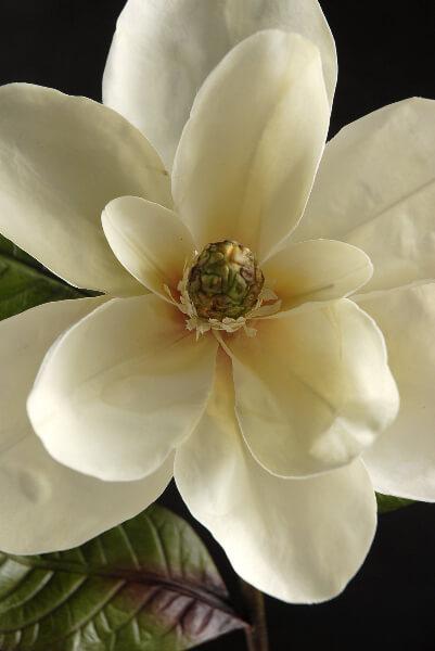 Deluxe White Silk Magnolias 34"