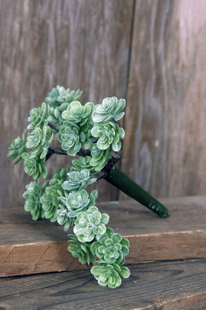 Sedum Pick with 30 Leaves  Dusty Green 5in