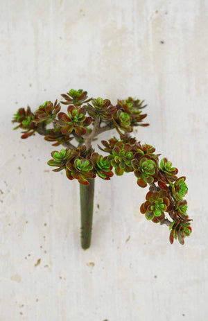 sedum succulent floral pick burgundy 5 x 6 5