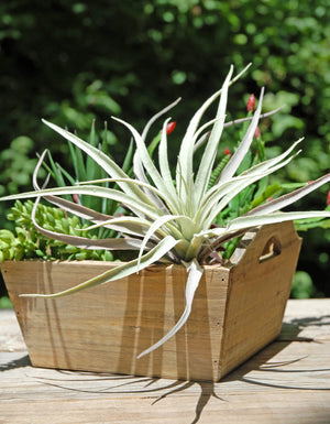 Tillandsias Frosted Air Plant  12x10