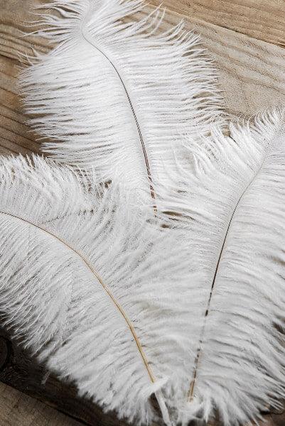 White Ostrich Feathers, Craft Supplies, Feathers And Shells, Bulk
