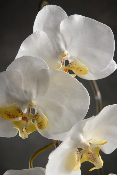36 large phalaenopsis orchid spray with 5 flowers and 3 buds cream white